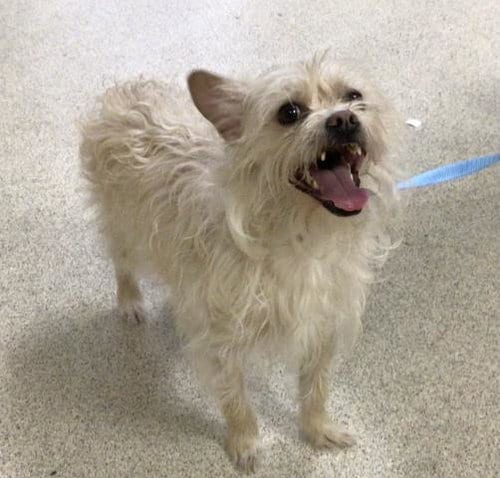 Photo of Max, adoptable Terrier in Riverside, California
