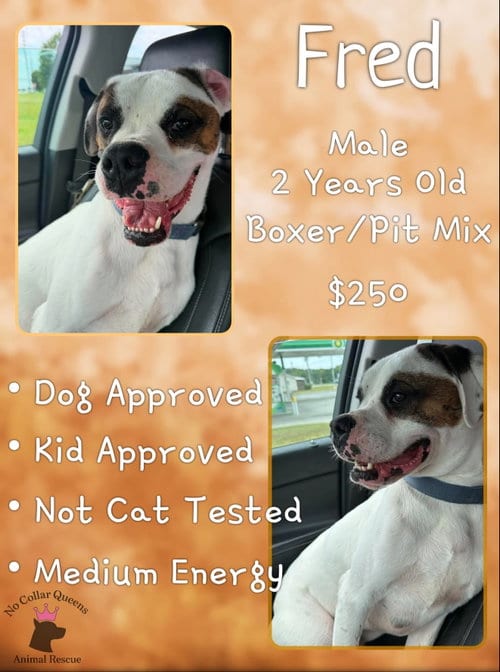 Photo of Fred, adoptable Boxer in Jacksonville, North Carolina