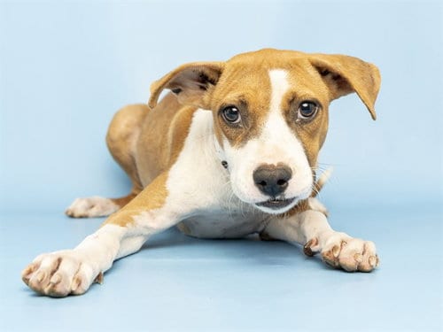 Photo of Daphne, adoptable Boxer in Phoenix, Arizona