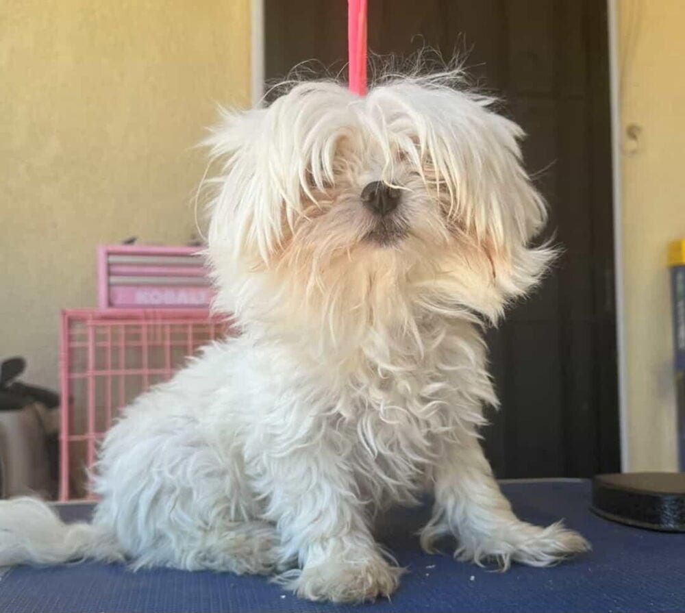 Photo of Lacey, adoptable Maltese in Dana Point, California