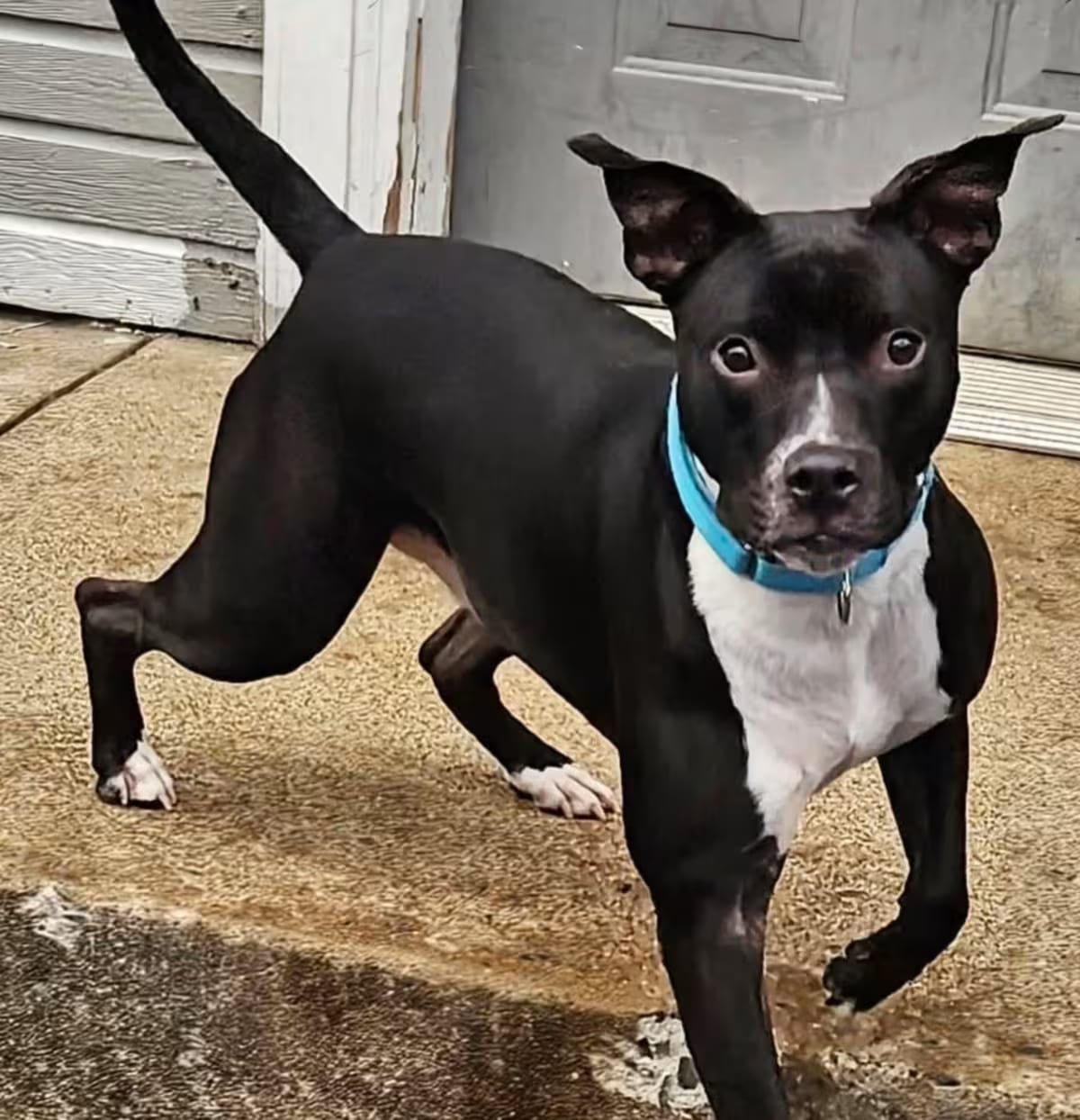 Photo of Tux, adoptable Mutt in Cleveland, Tennessee