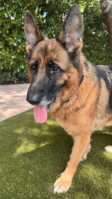 Photo of Laura, adoptable German Shepherd Dog in Miami, Florida