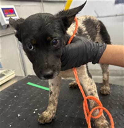 Photo of A888925, adoptable Australian Cattle Dog/Blue Heeler in Camarillo, California