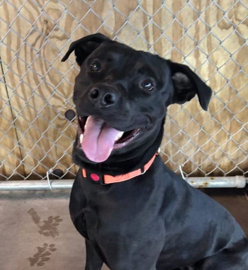 Photo of Berg, adoptable Labrador Retriever in Muskegon, Michigan