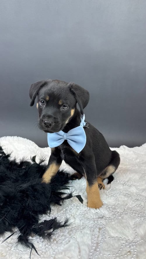 Photo of Hyphen, adoptable Shepherd in Phoenix, Arizona