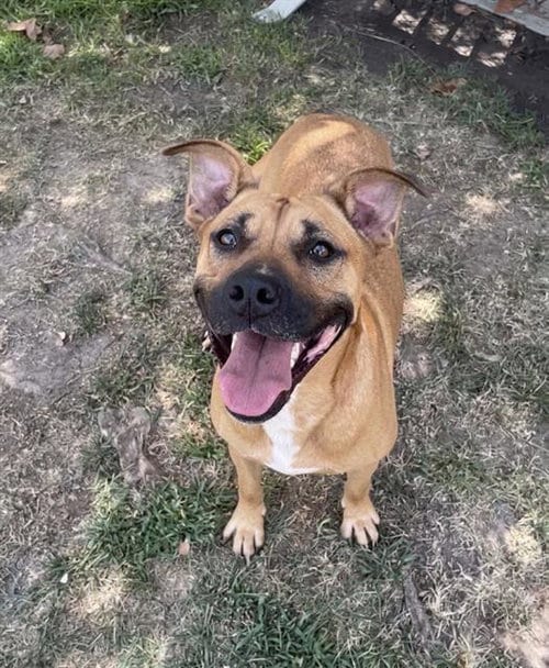 Photo of Tipsy, adoptable Mastiff in Riverside, California