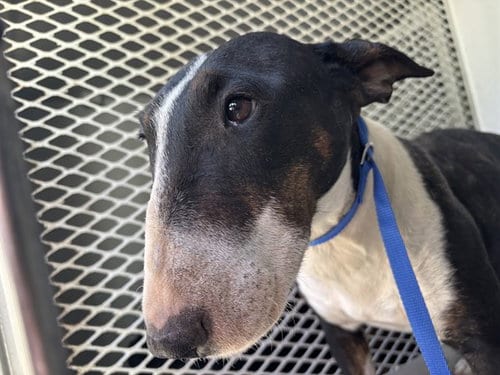 Photo of Lilith, adoptable Bull Terrier in Bakersfield, California