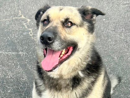 Photo of Deano, adoptable dog in Georgetown, Texas