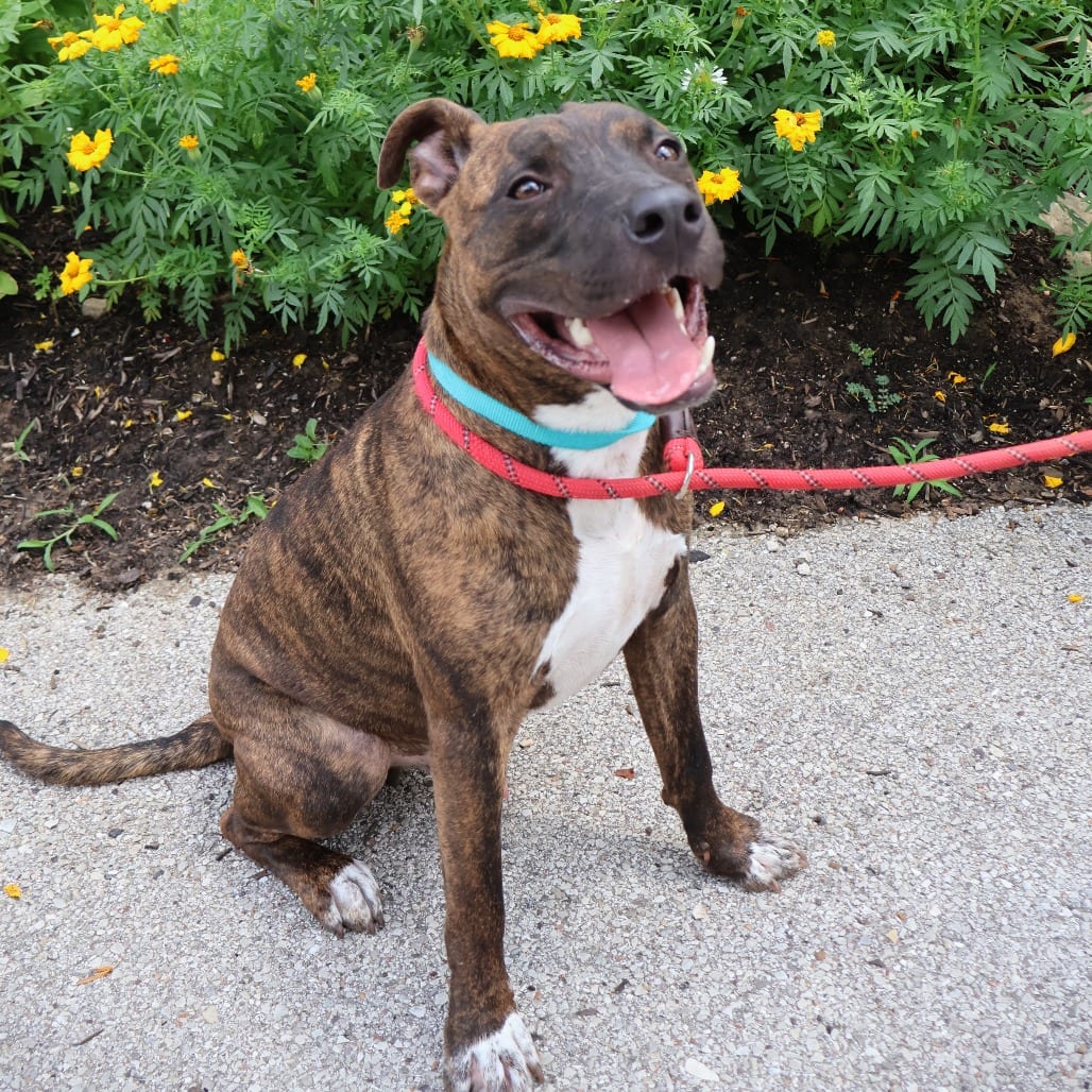 Photo of Mikey, adoptable Mixed Breed (Medium) in St. Charles, Missouri