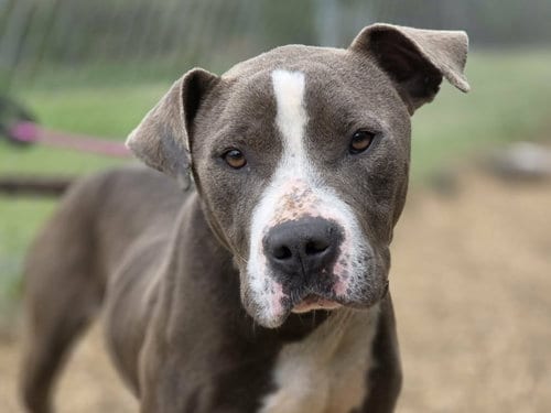 Photo of Ivy, adoptable Pit Bull Terrier in Anniston, Alabama