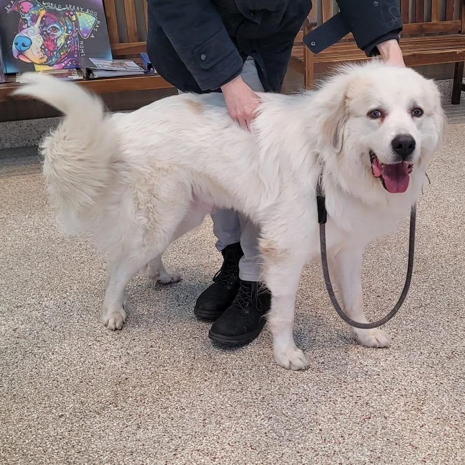 Photo of Atlas, adoptable Pyrenees, Great in Middletown, New York