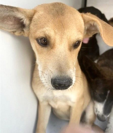 Photo of Skittles, adoptable German Shepherd Dog in Houston, Texas