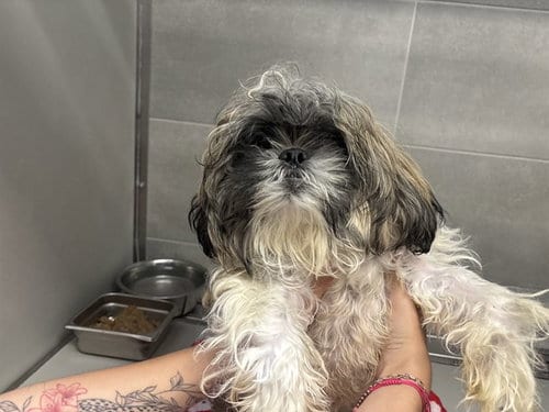 Photo of Warlo, adoptable Shih Tzu in Garland, Texas