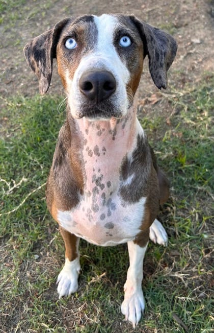 Photo of Navi, adoptable Catahoula Leopard dog/Retriever in The Colony, Texas