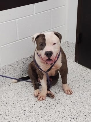 Photo of Blitz, adoptable dog in Atlanta, Georgia