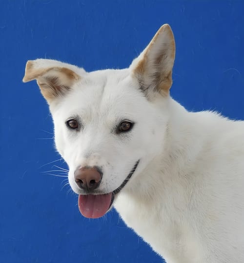 Photo of Carter, adoptable Siberian Husky in Pasadena, California