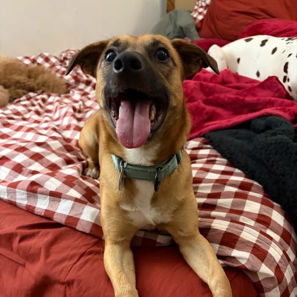 Photo of Crouton, adoptable Corgi, Pembroke Welsh / Shepherd in Potomac, Maryland