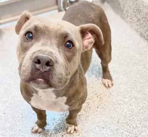 Photo of Stormi, adoptable Staffordshire Bull Terrier in Houston, Texas