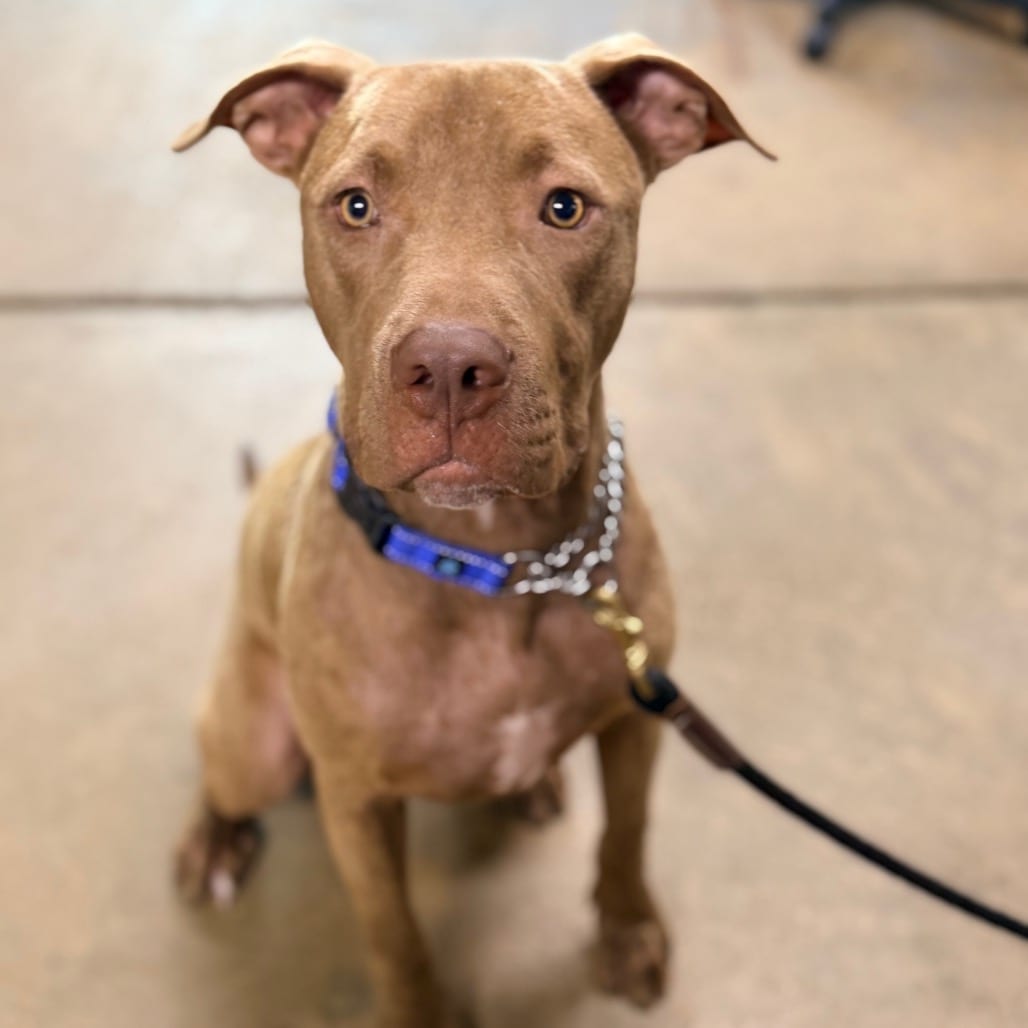 Photo of Beau, adoptable Retriever, Labrador / Mixed Breed (Large) in Columbus, Georgia