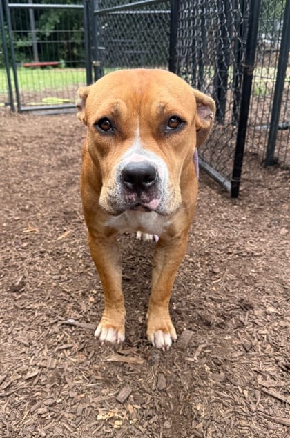 Photo of Goodest Girl, adoptable dog in Chamblee, Georgia