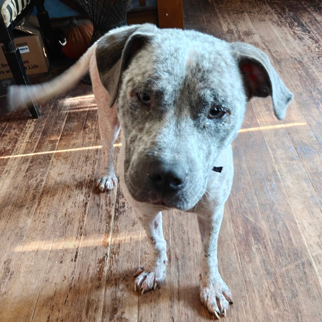 Photo of Sweet Pepper D12265, adoptable Terrier, Pit Bull / Terrier, American Staffordshire in Princeton area, Minnesota
