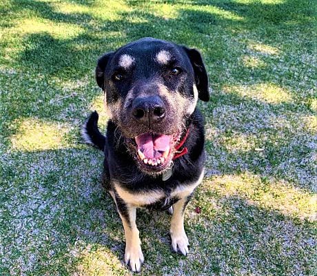 Photo of Willow, adoptable Rottweiler in Fallbrook, California