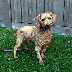 Photo of Turtle 8040, adoptable Poodle (Miniature) in Loxahatchee, Florida