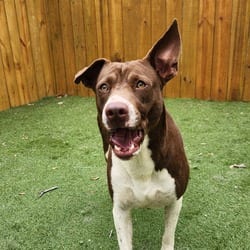 Photo of Tessa JuM, adoptable Labrador Retriever Terrier (Unknown Type, Medium) in Hartford, Connecticut