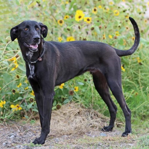 Photo of Sirius, adoptable German Shepherd Dog in Albuquerque, New Mexico