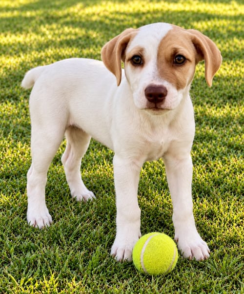 Photo of Puppy Lainey Wilson, adoptable Golden Retriever in Sussex, New Jersey