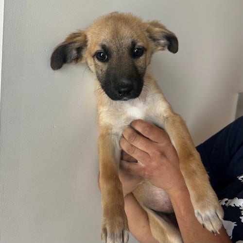 Photo of Paris, adoptable Unknown breed in Rancho Santa Fe, California