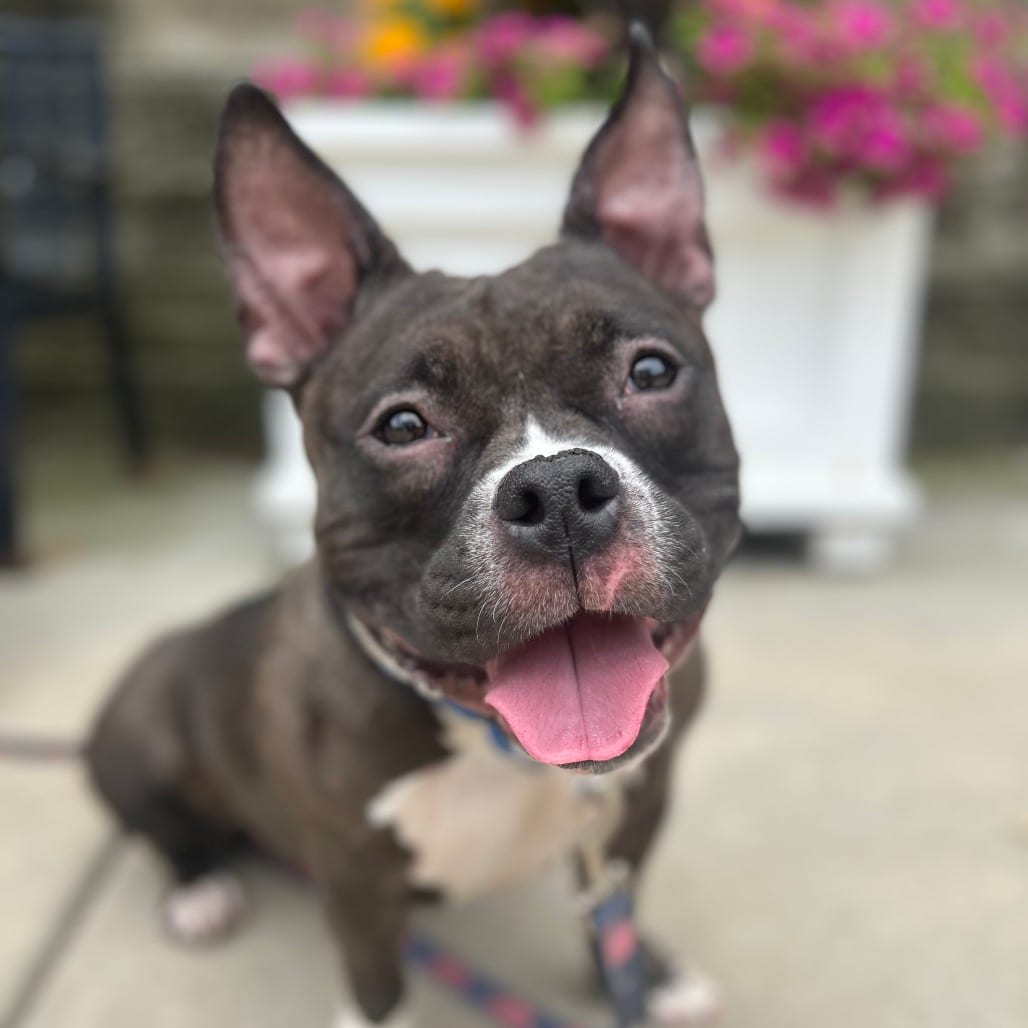 Photo of Amelia, adoptable Bulldog, American / Mix in Riverwoods, Illinois