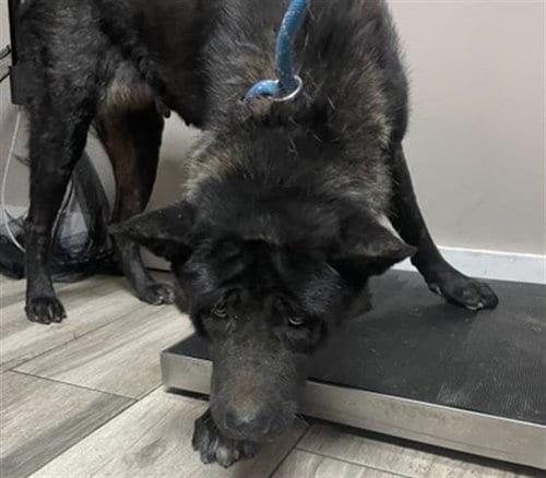 Photo of Katana, adoptable Akita in Redlands, California