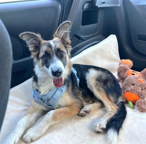 Photo of Zuko, adoptable German Shepherd Dog in Sacramento, California