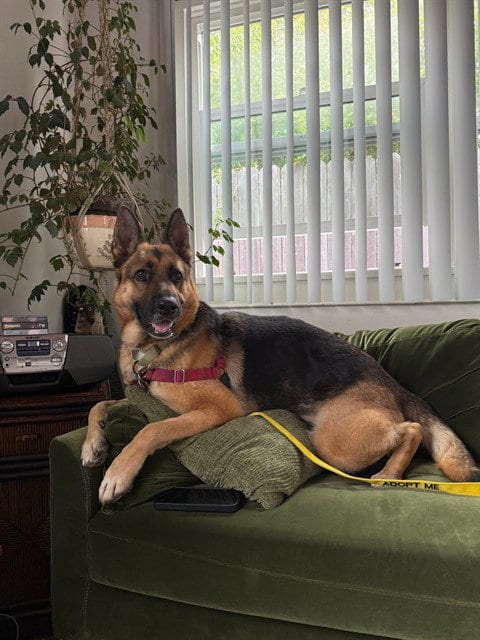 Photo of Clover, adoptable German Shepherd Dog in Lompoc, California