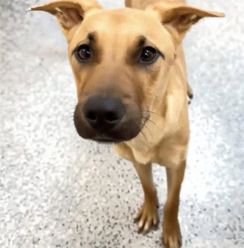 Photo of A660542, adoptable Black Mouth Cur in Houston, Texas