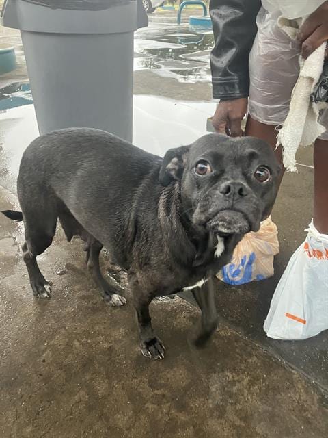 Photo of Baby Momma, adoptable Pug in Dallas, Texas