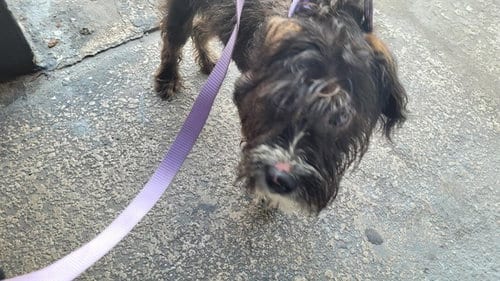 Photo of Stinky, adoptable Poodle (Standard) in St. Cloud, Florida