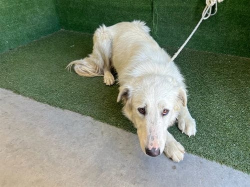 Photo of Truly, adoptable Great Pyrenees in Lancaster, California