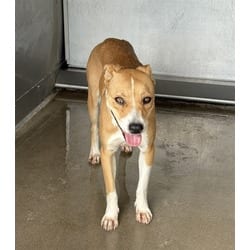 Photo of Natalie, adoptable German Shepherd Dog American Pit Bull Terrier in San Bernardino, California