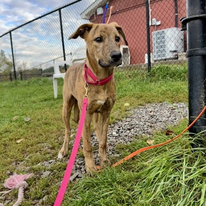 Photo of Lenore, adoptable Mixed Breed in Montpelier, Vermont