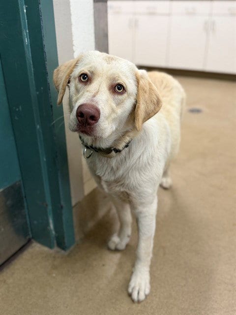 Photo of Yuki, adoptable Labrador Retriever in Santa Maria, California