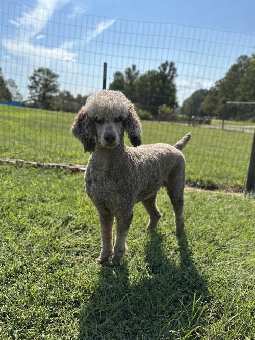 Photo of Amyla Sep 26, adoptable Poodle (Standard) in Pacolet, South Carolina