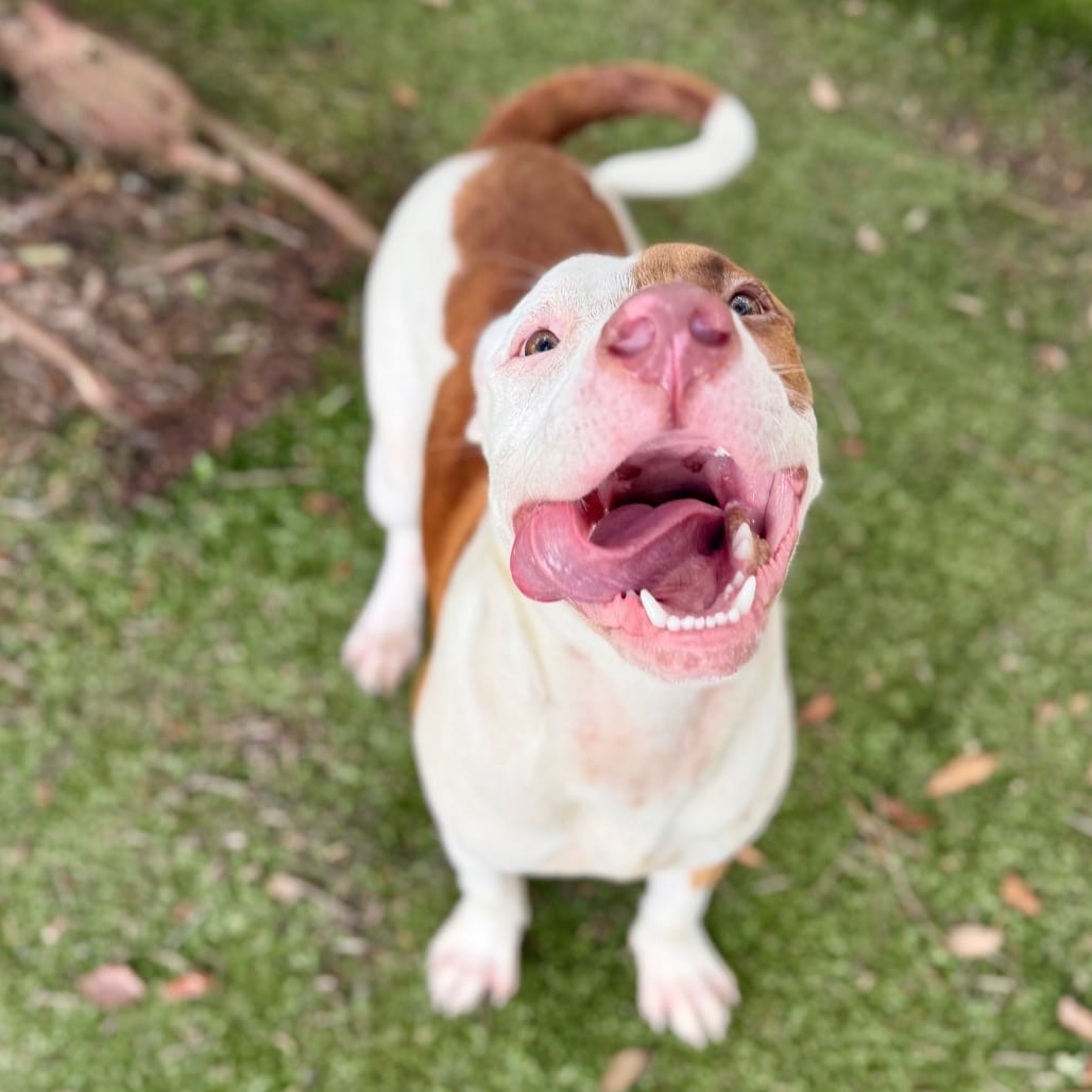 Photo of Journey 🐾, adoptable Mixed Breed (Large) in Milton, Florida