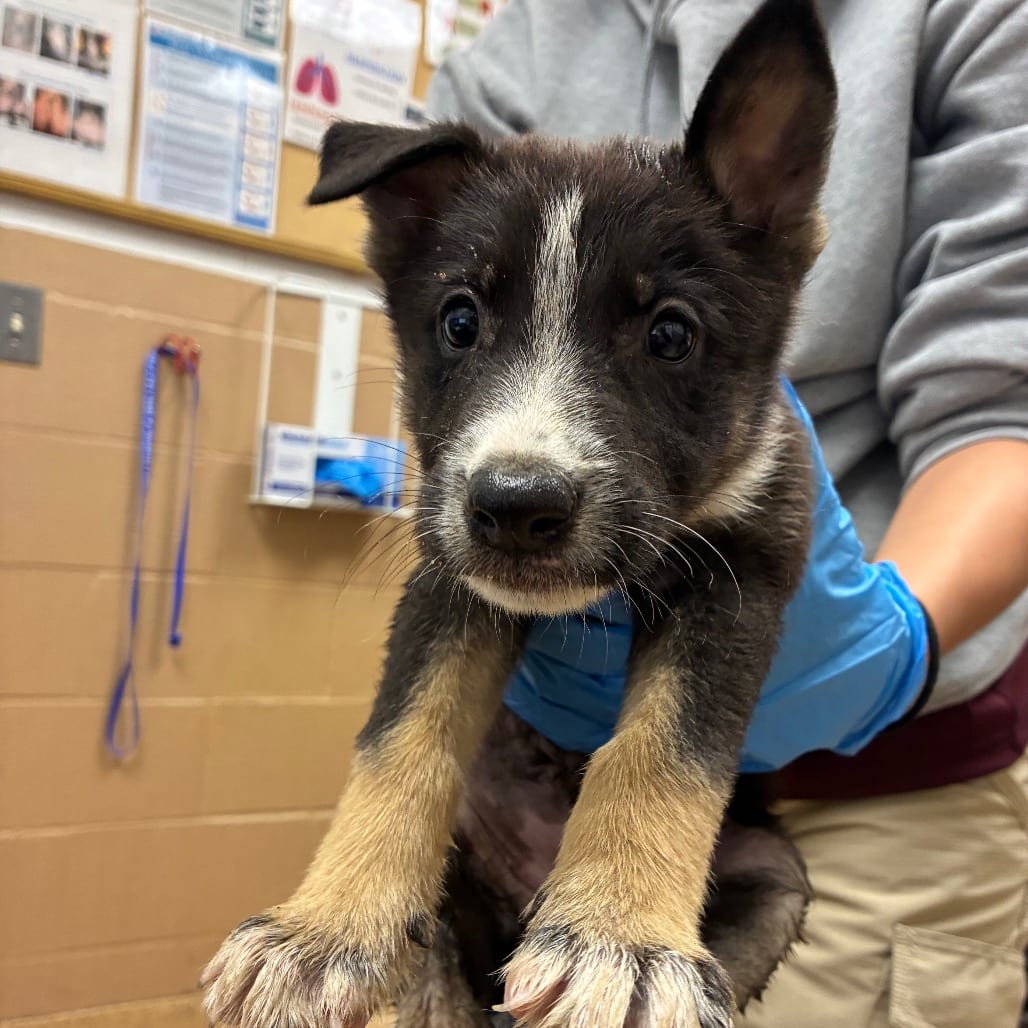Photo of Espeon, adoptable Shepherd, German in Brownsville, Texas