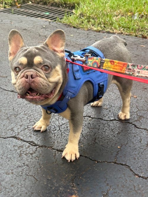 Photo of Theo, adoptable French Bulldog in Margate, Florida