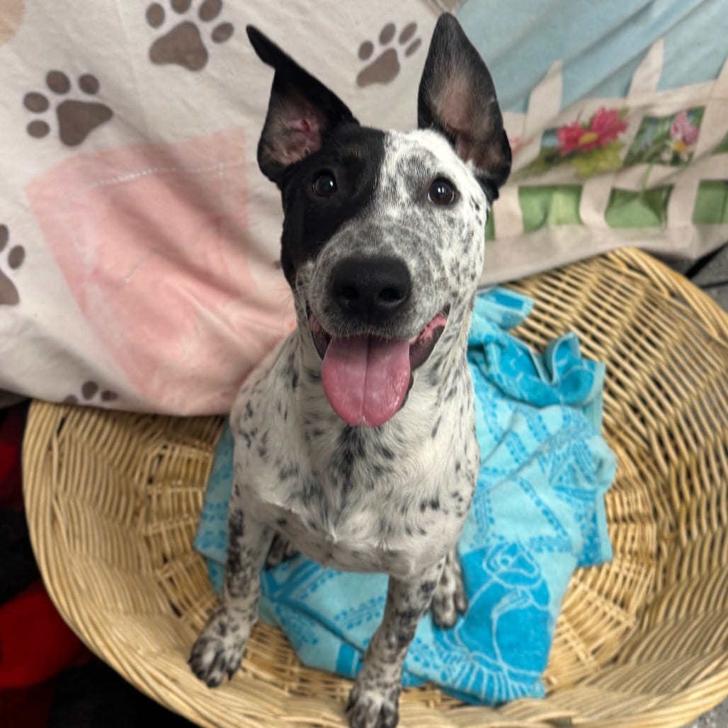 Photo of Liam, adoptable Cattle Dog / Terrier, Bull in Henderson, Nevada
