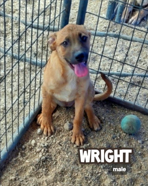 Photo of Wright, adoptable Catahoula Leopard Dog in Golden Valley, Arizona