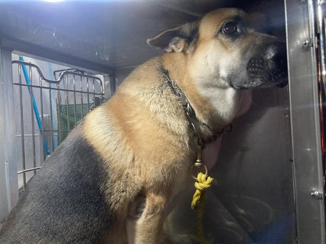 Photo of Rocky, adoptable German Shepherd Dog