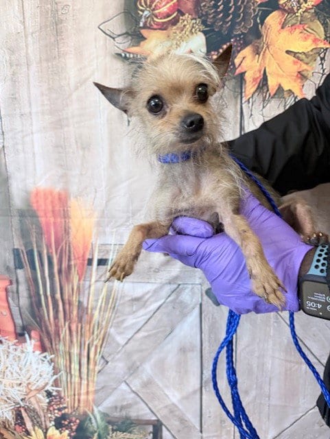 Photo of Lupe, adoptable Yorkshire Terrier Yorkie in Miami, Florida